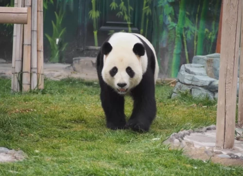 Panda Jia Bao 4