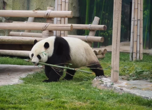 Panda Jia Bao 7