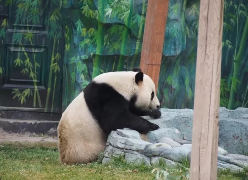 Panda Jia Bao 8