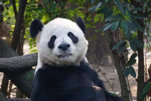 Panda Jia Pan Pan 11