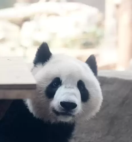 Panda Jia Xin 1