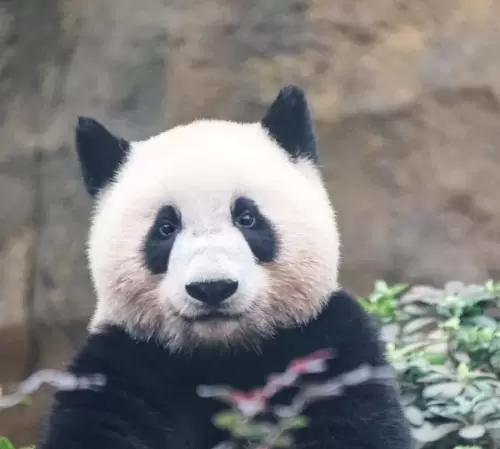 Panda Jia Xin 12
