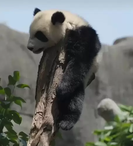 Panda Jia Xin 13
