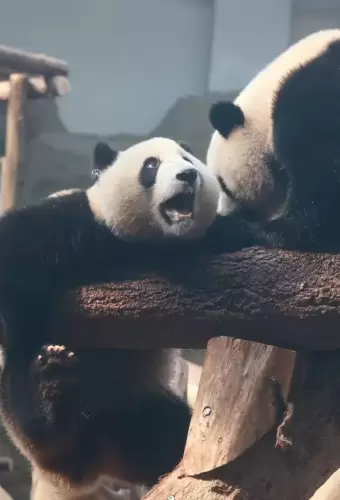 Panda Jia Xin 16