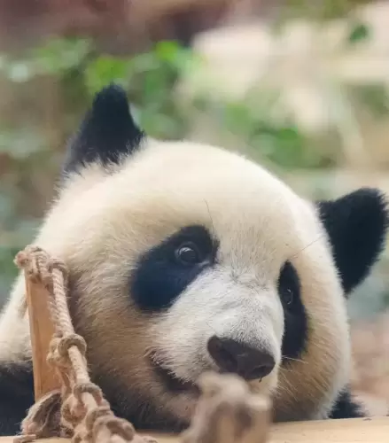 Panda Jia Xin 18