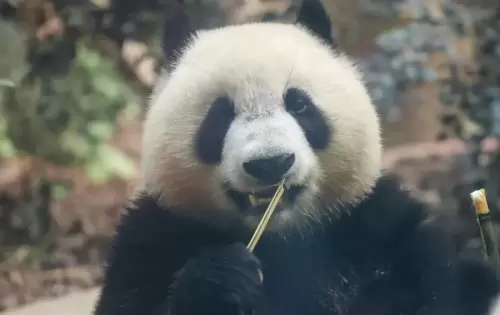 Panda Jia Xin 4