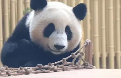 Panda Jia Xin 7