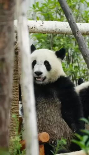 Panda Jia Xin 9