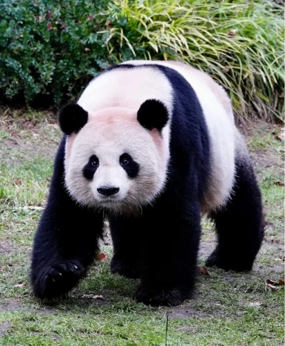Panda jiao qing 1