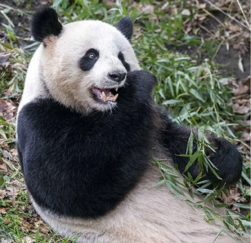 Panda jiao qing 2