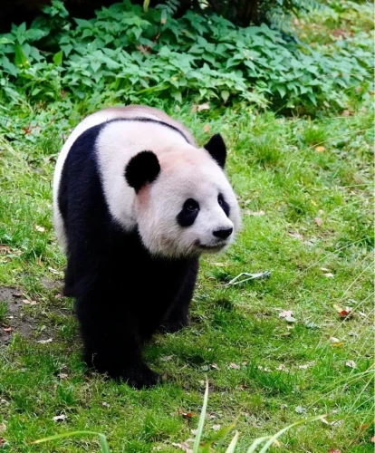 Panda jiao qing 3