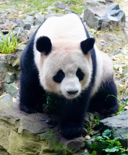 Panda jiao qing 4
