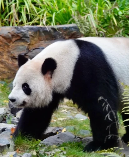 Panda jiao qing 5