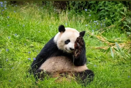 Panda jiao qing 6
