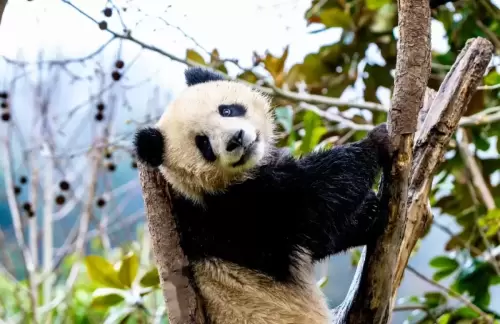 Panda Jiao Yang 13