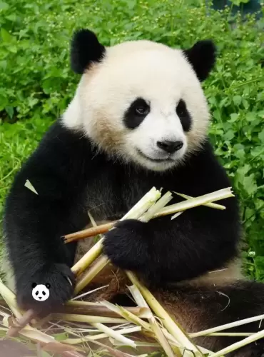 Panda Jiao Yang 2