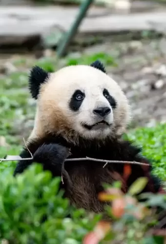 Panda Jiao Yang 5