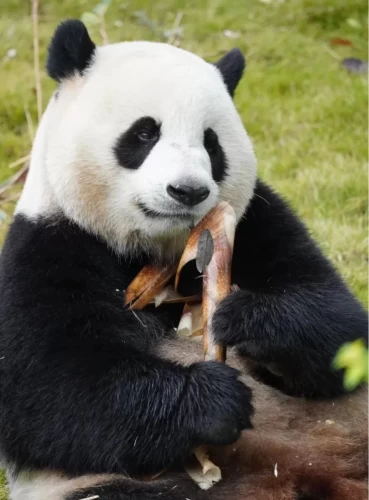 Panda Jin Xi 2