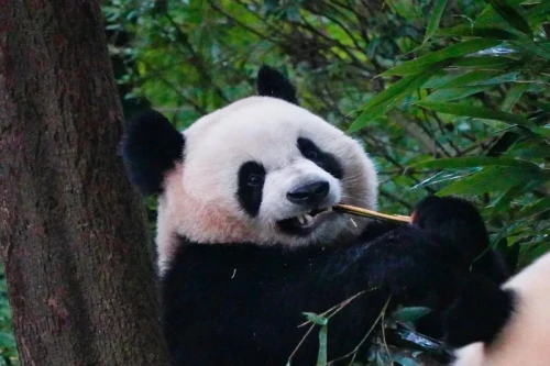 Panda Jin Xiao 12