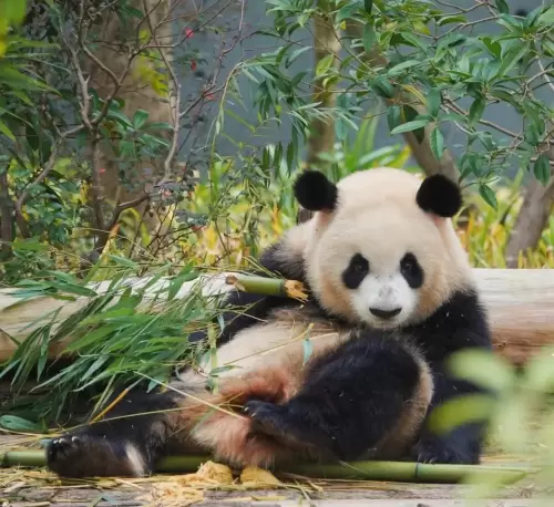 Panda Jin Xiao 5