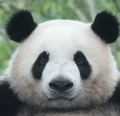 Panda Jin Yu 2