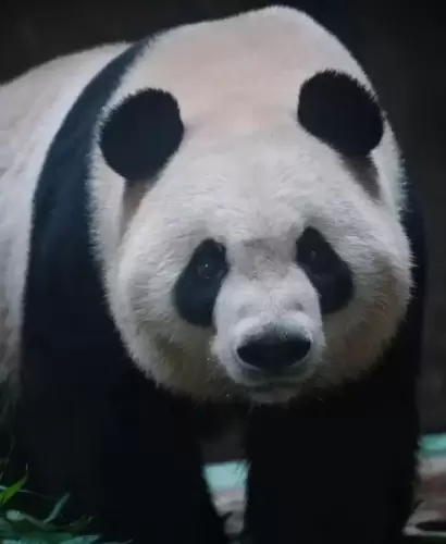 Panda Jin Yu 4