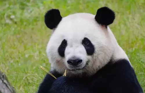 Panda Jin Yu 9