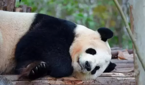 Panda Jing Jing 6