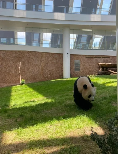 Panda Jing Jing Suhail 2