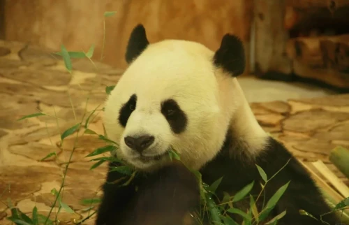 Panda Jing Jing Suhail 7