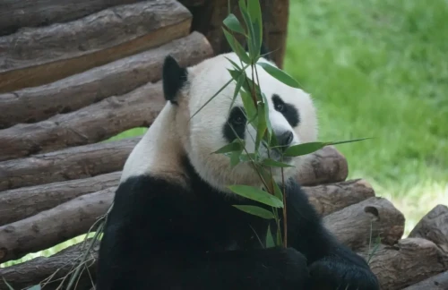 Panda Jing Jing Suhail 9