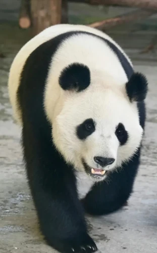 Panda Jiu Jiu 2