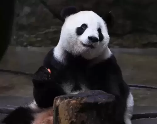 Panda Lan Xiang 10