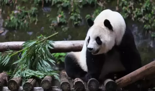 Panda Lan Xiang 11