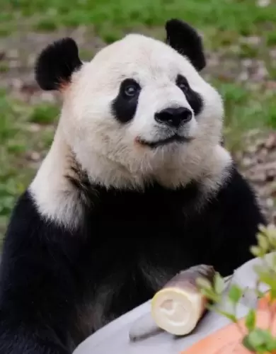 Panda Lan Xiang 5