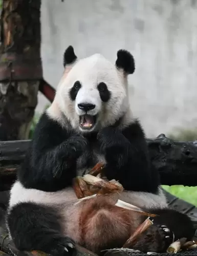 Panda Lan Xiang 6