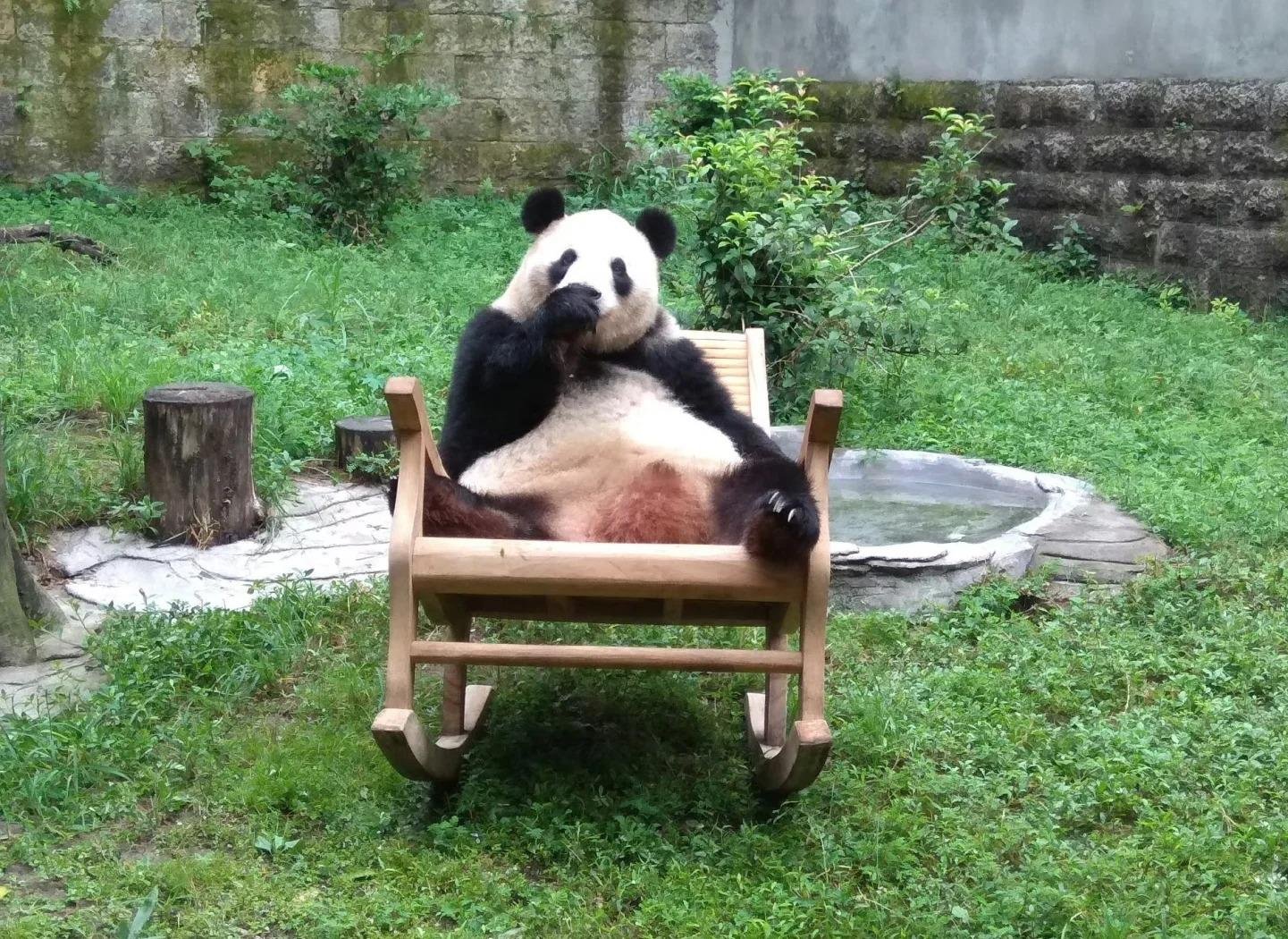 Panda Lan Xiang 7