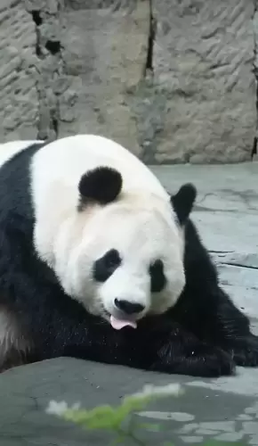 Panda Lan Xiang 8