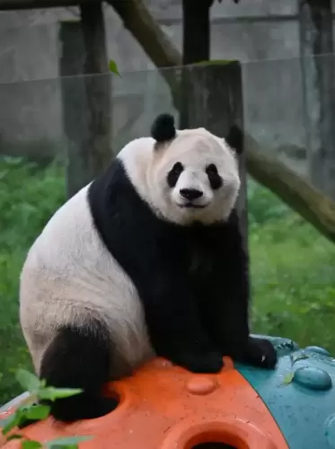 Panda Lan Xiang 9