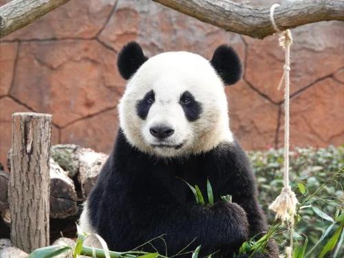 Panda Lao Lao 18