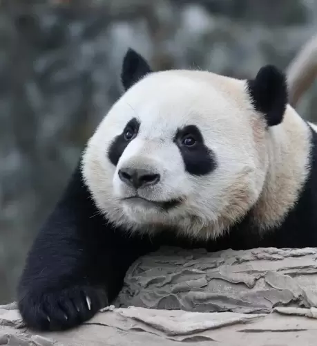 Panda Le Le 14