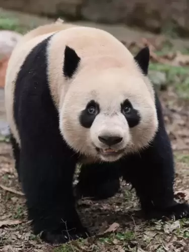Panda Le Le 17