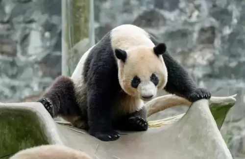 Panda Le Le 21