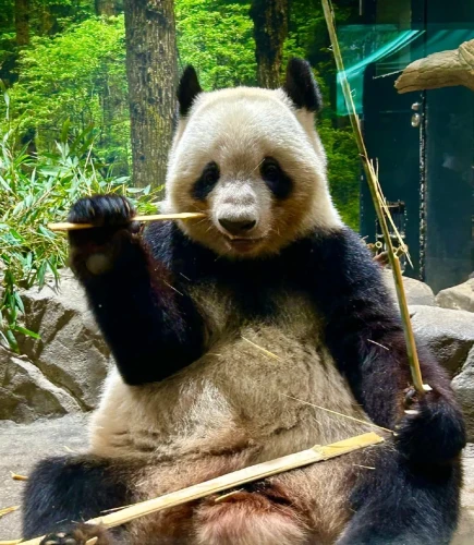 Panda Lei Lei 2021 1