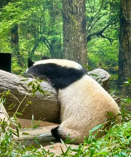 Panda Lei Lei 2021 2