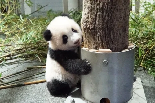 Panda Lei Lei 2021 3