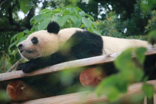 Panda Lei Lei 2021 4