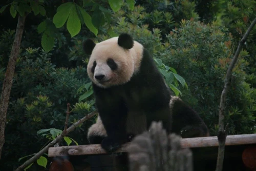 Panda Lei Lei 2021 5