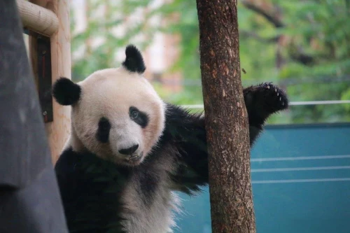 Panda Lei Lei 2021 6