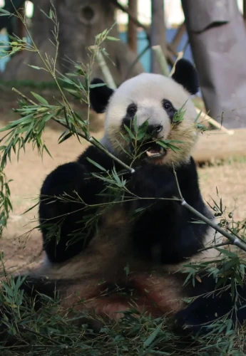 Panda Lei Lei 2021 7